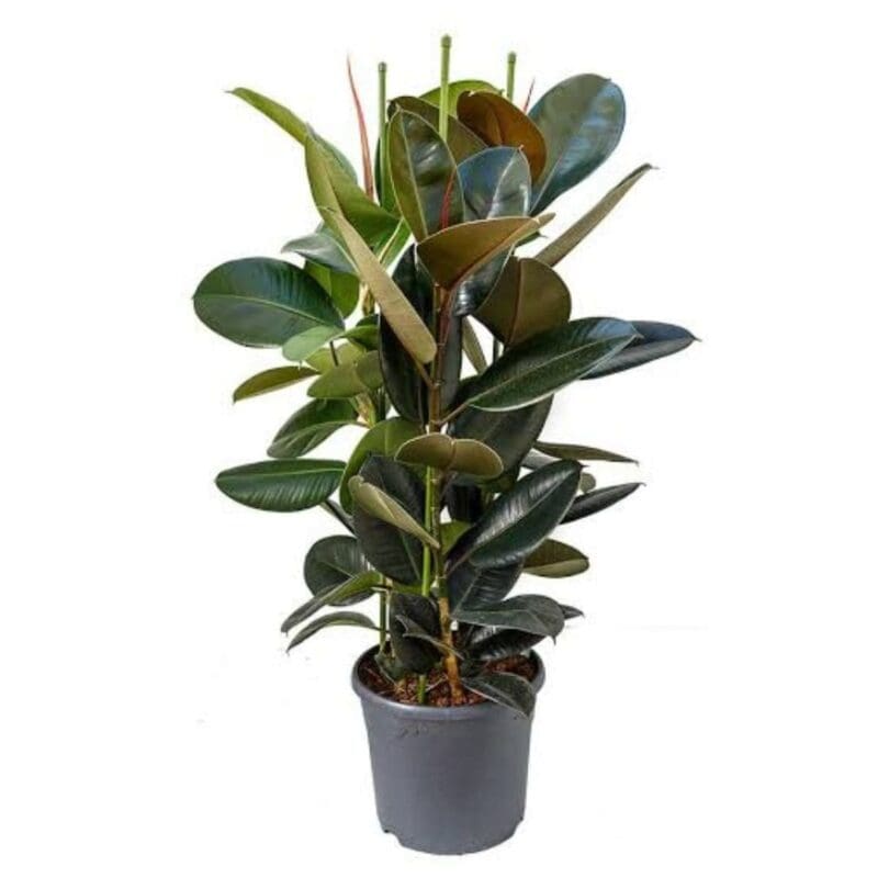 Ficus elastica Abidjan - Burgundy Rubber Plant
(3 plants in one pot)
Big size- 105cm - Image 5