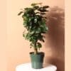 Polyscias Fabian - Aralia Fabian
90cm