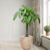 Potted Money tree - Image 2