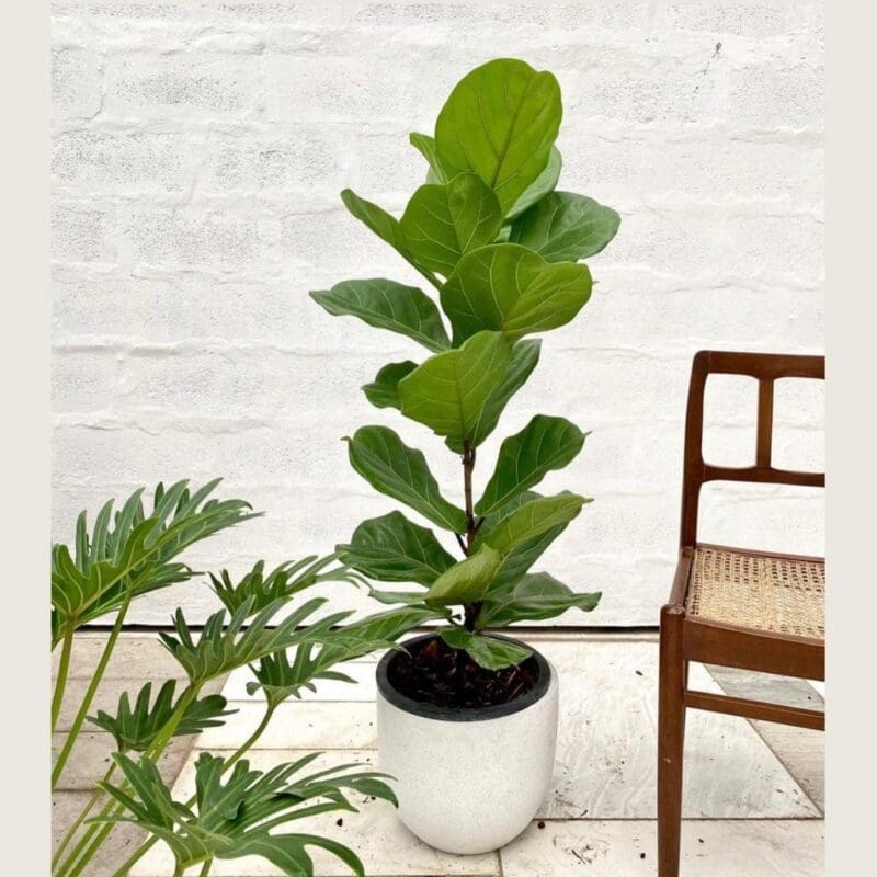 Fiddle Leaf Fig - Ficus lyrata 
110cm - Image 3