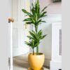 Dracaena fragrans Cintho - Multi Stem
100cm - Image 3