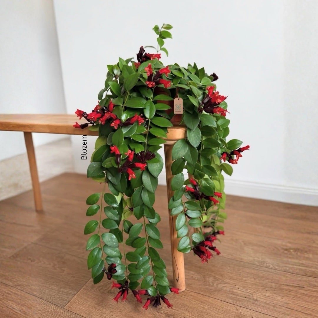 Lipstick Plant - Bushy
Aeschynanthus -
Hanging