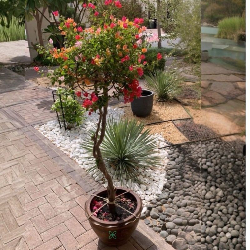 Bougainvillea Multi-Color Umbrella