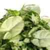 Syngonium Chilli Plant
Bushy - Image 3