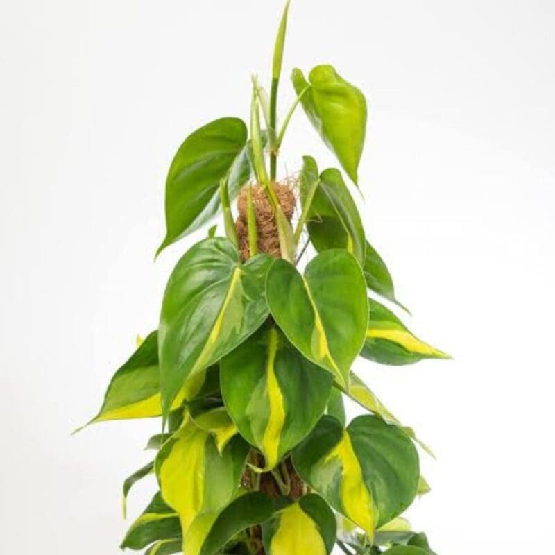 Philodendron scandens Brasil - Sweetheart Plant - Moss Pole - Image 4