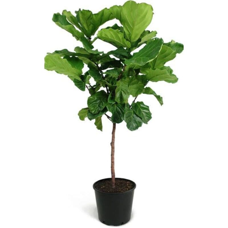 Ficus lyrata - Fiddle Leaf Fig
X-LARGE - Image 4