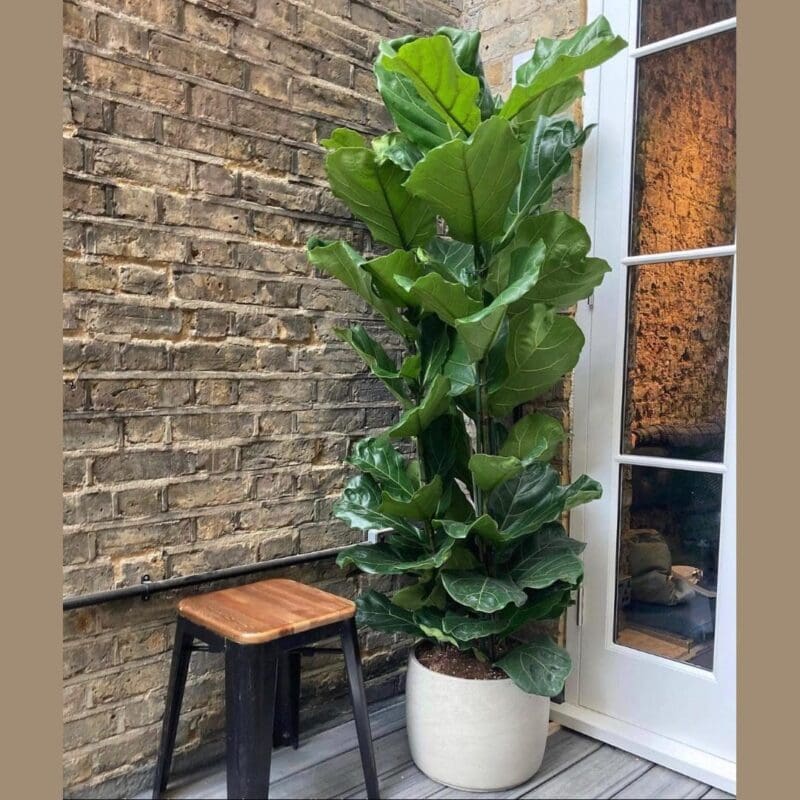 Fiddle Leaf Fig - 2 PP
145cm