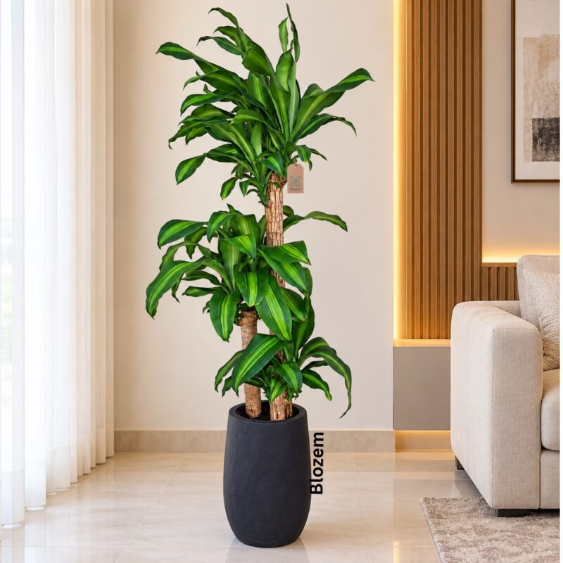 Potted Dracaena Massangeana 3pp With Fiber Pot