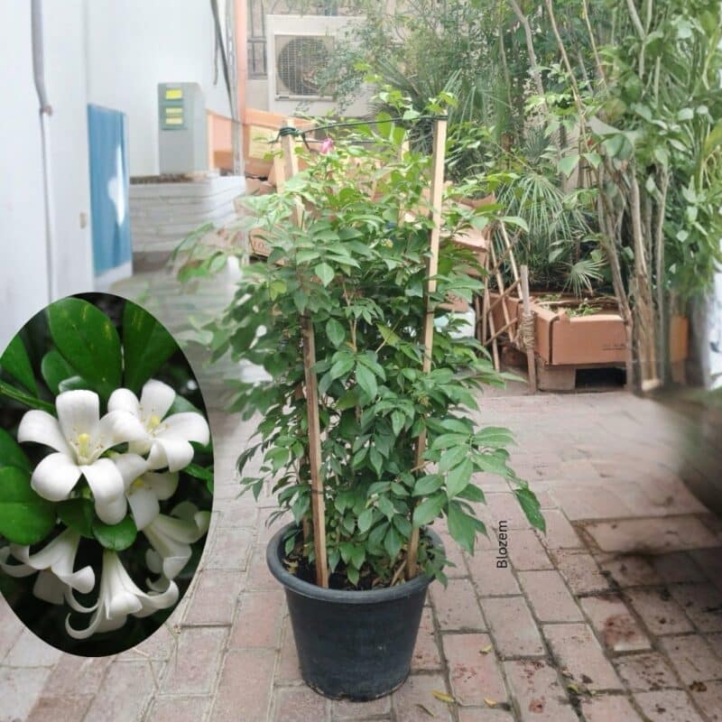 Murraya Paniculata-Orange Jasmine-4 Stick