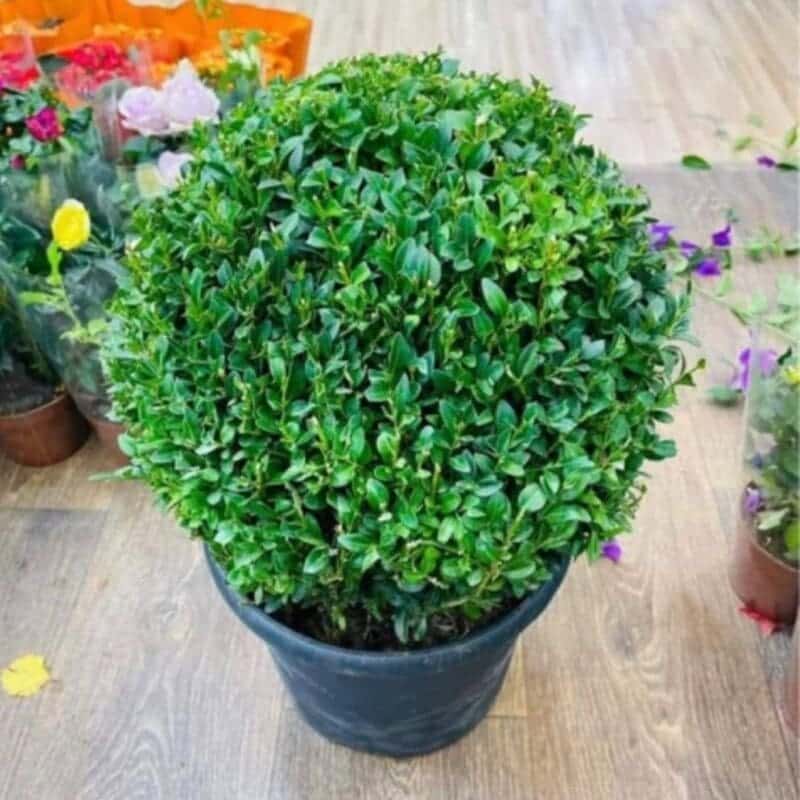 Ehretia Microphylla Ball shape Bushy – blozem