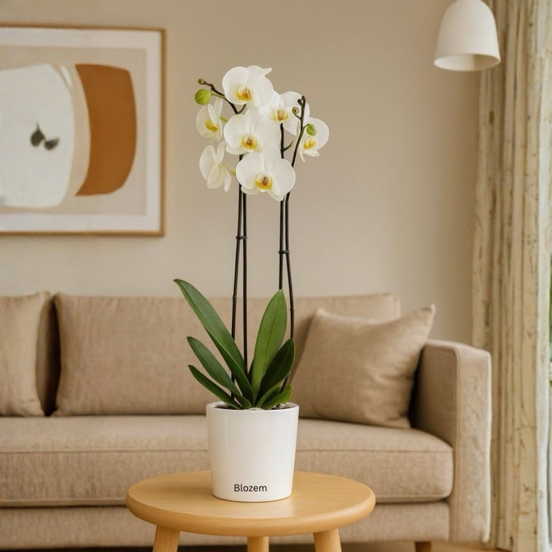 White Orchid Plant with ceramic pot