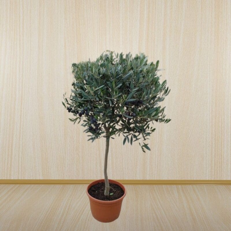 Olea europaea - Olive Tree
80cm - Image 3