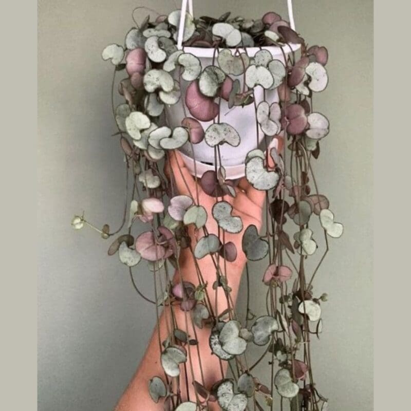 String of Hearts - Ceropegia woodii
Bushy - Image 3