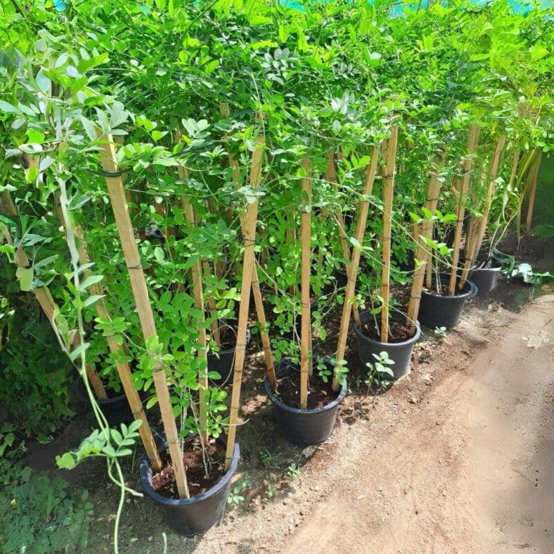 Blue Pea Butterfly Pea Plant
100cm - Image 3