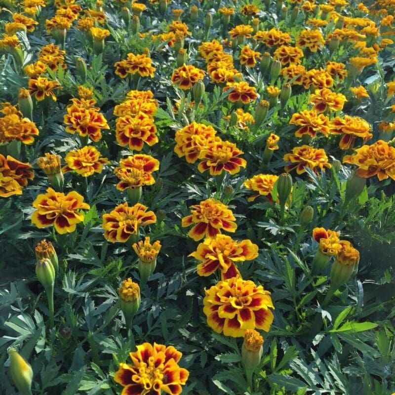 Marigold Safari Yellow Fire plant 
1 box (25 plants)