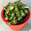Syngonium Chilli Plant
Bushy - Image 2