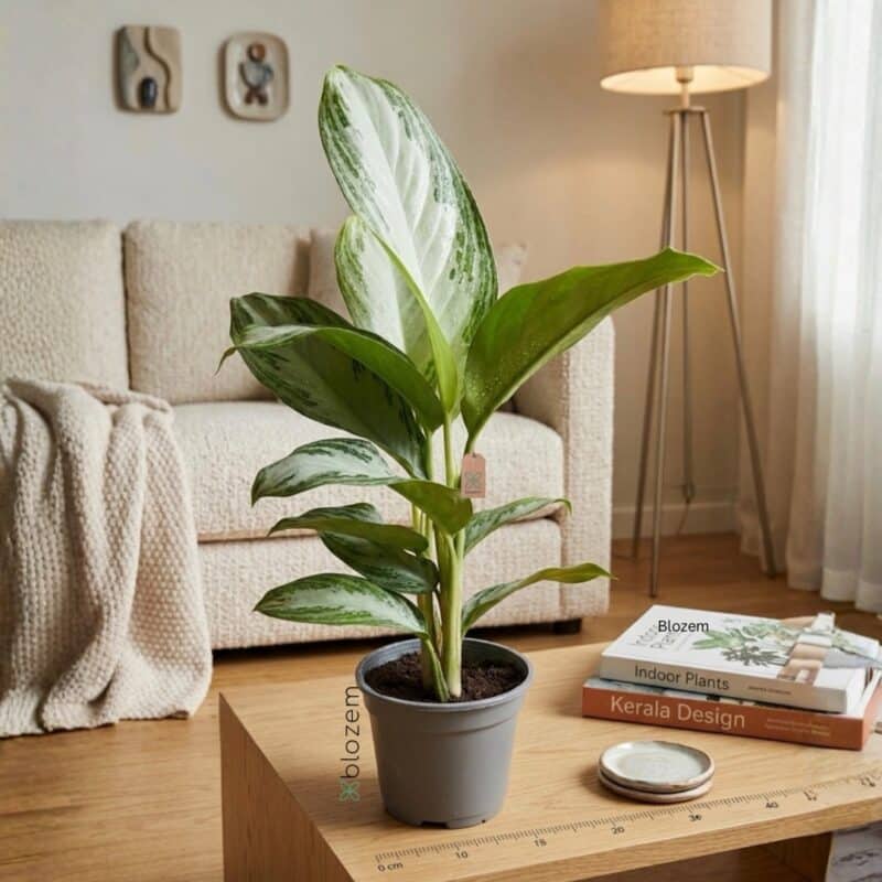 Aglaonema Silver Bay