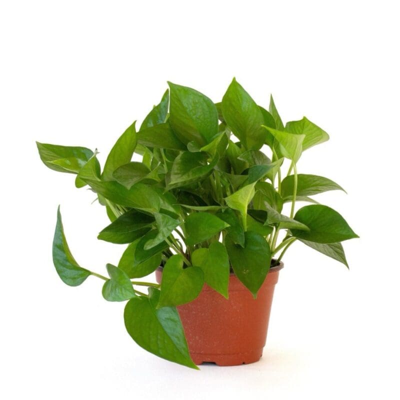 Jade Pothos - Bushy - Image 3