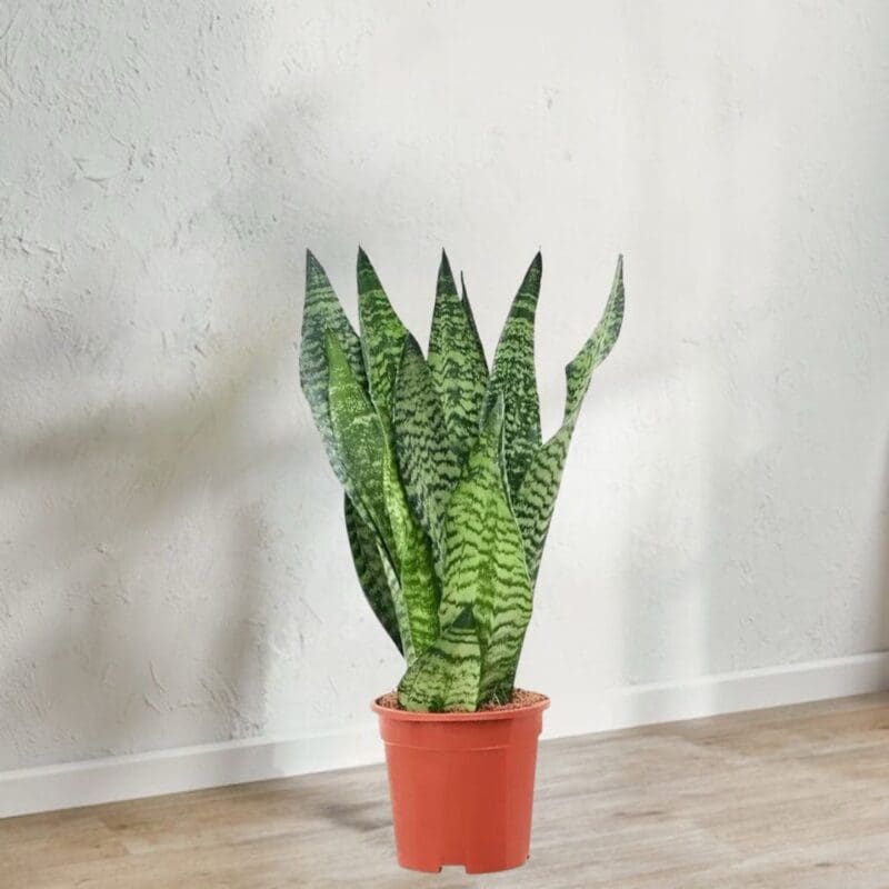 Snake Plant - Sansevieria zeylanica - Image 3