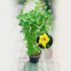 Bush Allamanda Yellow 
Climber - Image 2