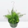 Sprengeri Asparagus Fern Hanging - Image 2