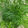 Sprengeri Asparagus Fern Hanging - Image 3