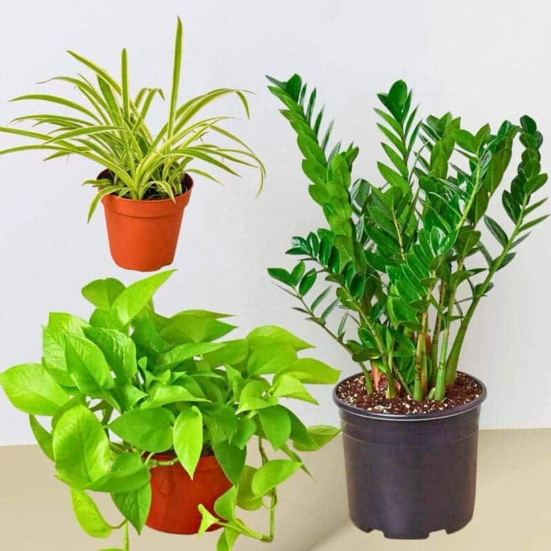 essential-houseplant-bundle-3-plants-blozem