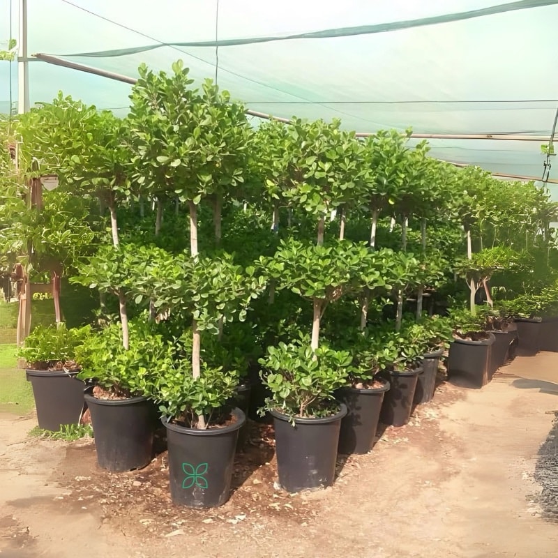 Ficus Panda - 3 Head
200cm