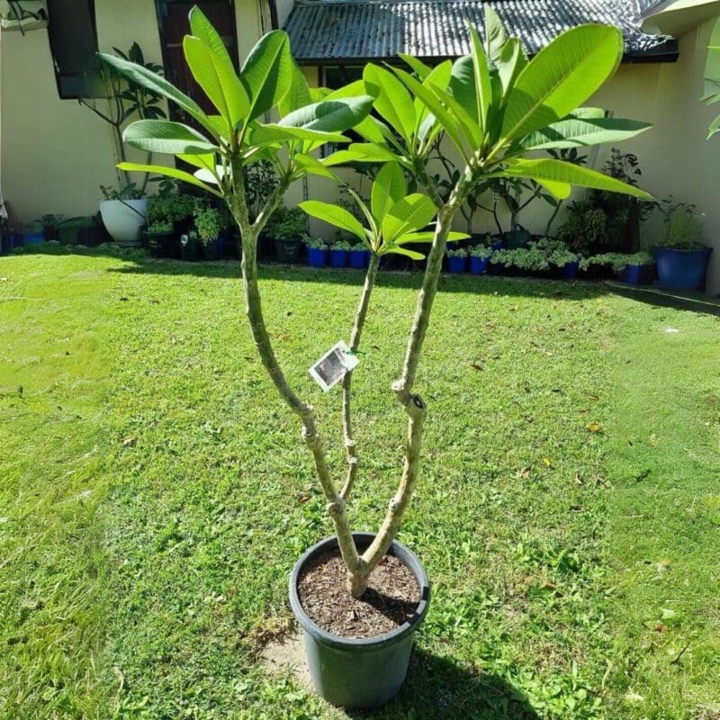 Plumeria obtusa “Frangipani”
pink - Image 2