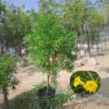 Yellow Oleander-Bushy 
Big size