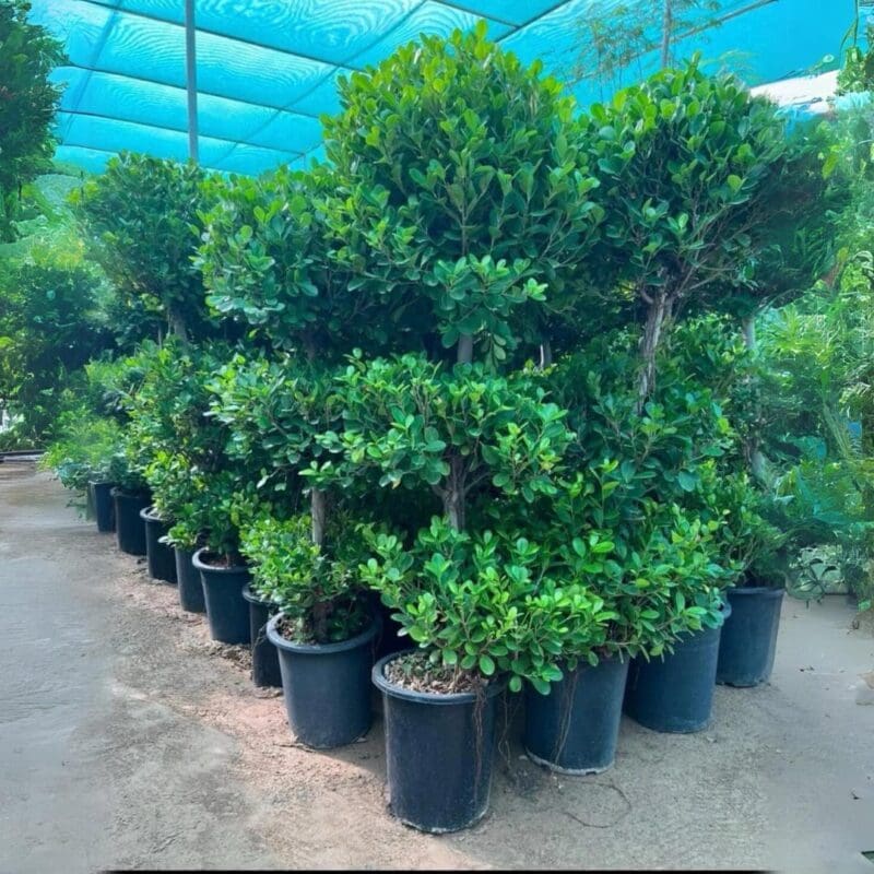 Ficus Panda - 3 Head
200cm