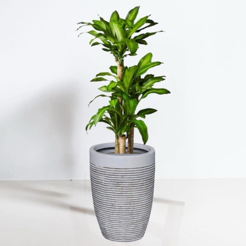 Fibreclay Palma Tall Planter - Image 3