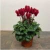 Cyclamen Compact 'Wine Red'