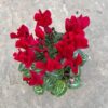 Cyclamen Compact 'Wine Red' - Image 2