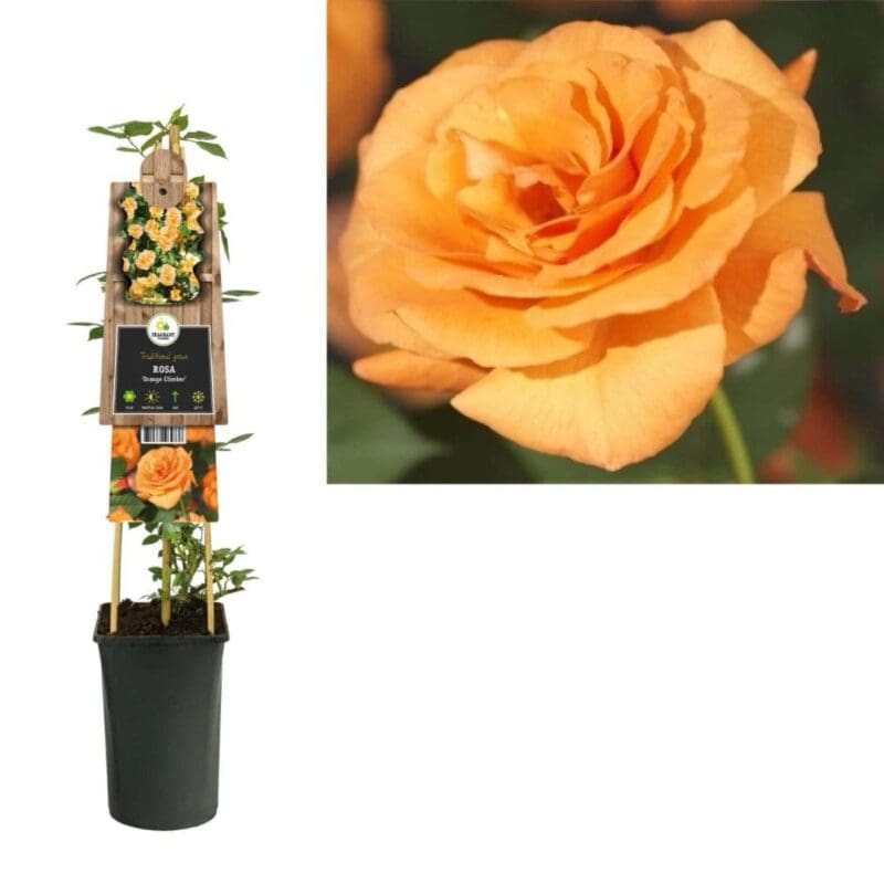 Climbing Rose
(All season) - Image 3