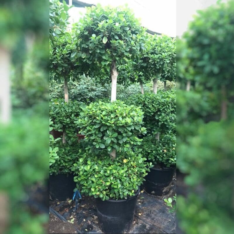 Ficus Panda - 3 Head
200cm - Image 2