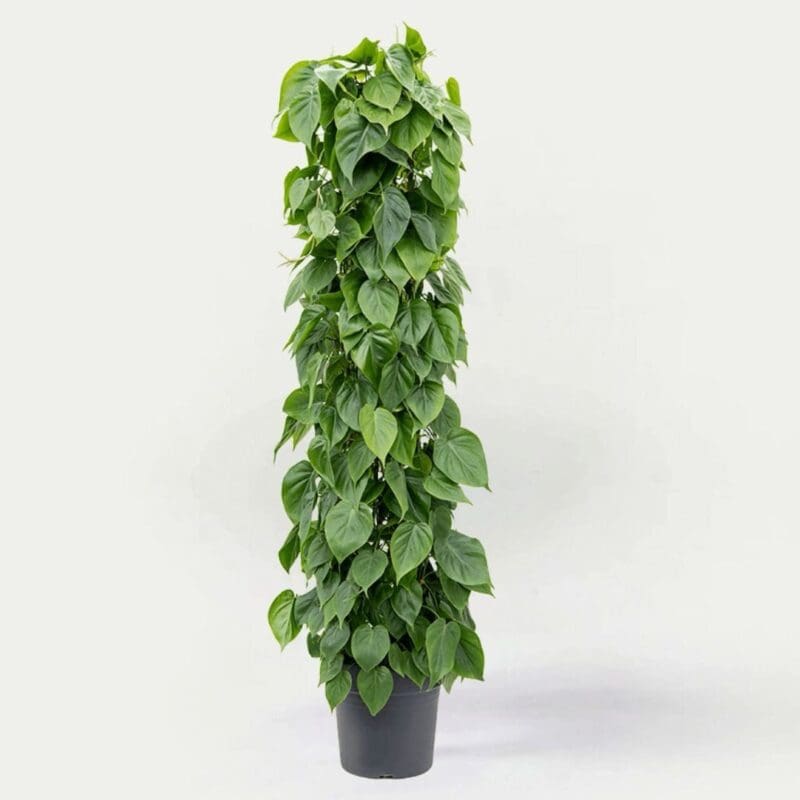 Philodendron scandens
Big size
155cm - Image 5