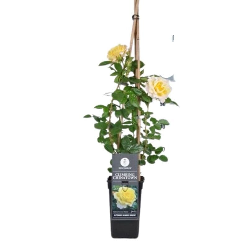 Climbing Rose
(All season) - Image 5