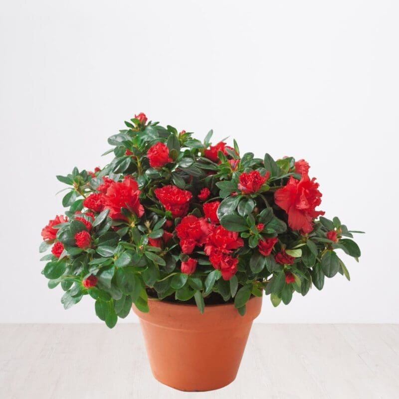 Azalea Plant-Red