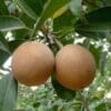 Sapodilla Tree (Manilkara Zapota)
Big size - Image 2