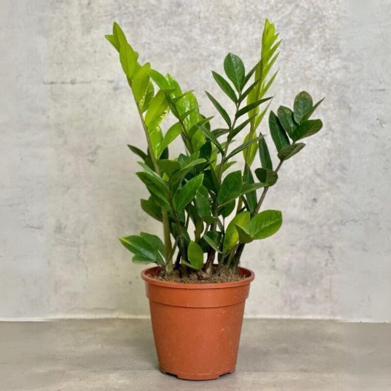 Zamioculcas zamiifolia – ZZ Plant – blozem