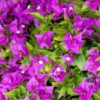 Bougainvillea Purple - Bushy 
Big - Image 3