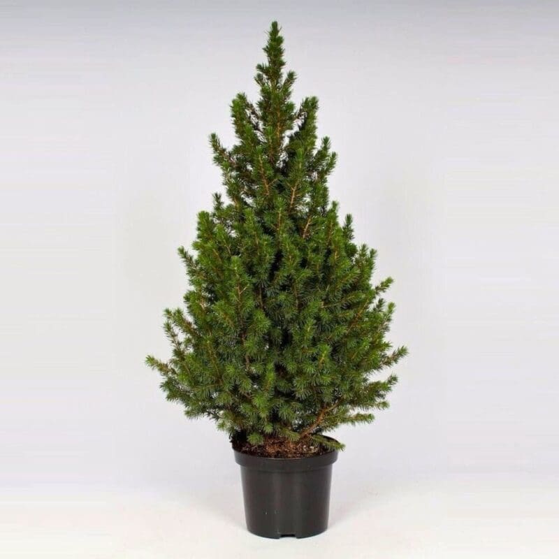 Christmas Tree-
Picea glauca December
(1 Plant) - Image 4