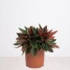 Peperomia caperata Rosso
Bushy