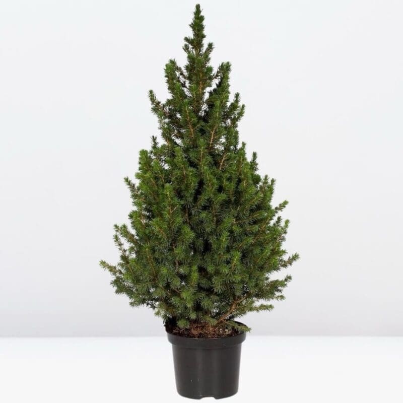 Christmas Tree-
Picea glauca December
(1 Plant) - Image 3