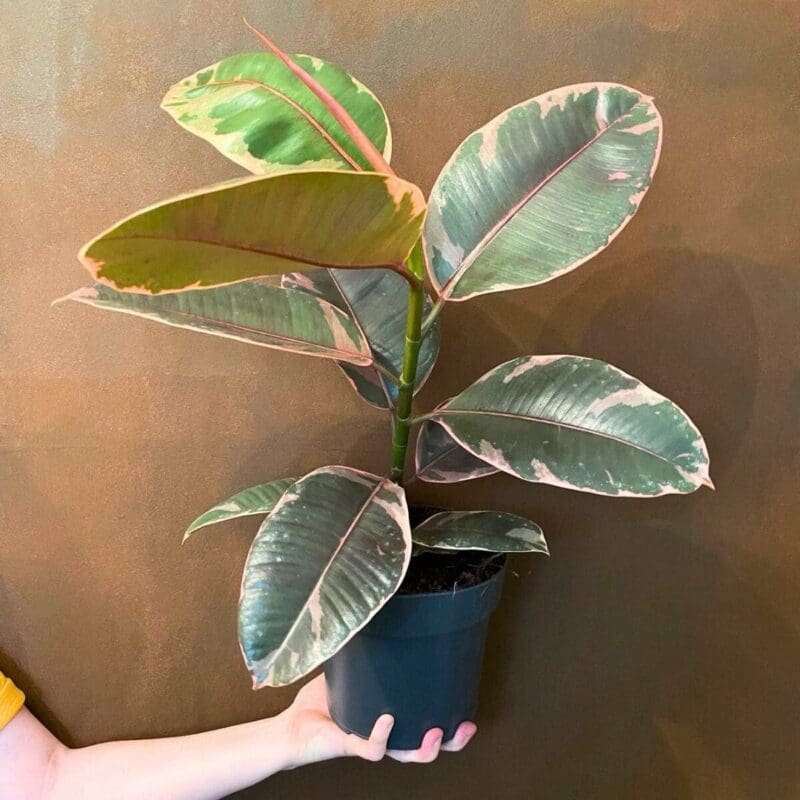 Ficus elastica Belize - 
Pink Rubber Plant - Image 2