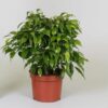 Ficus green Kinky 
Bushy
