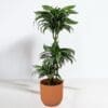 Dracaena White Stripe
Big size
115cm