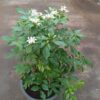 Murraya Paniculata