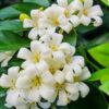 Orange Jessamine – Bushy 
Murraya Paniculata
Big size - Image 2